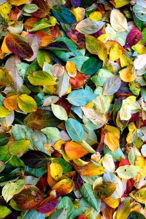 Nos amies les feuilles