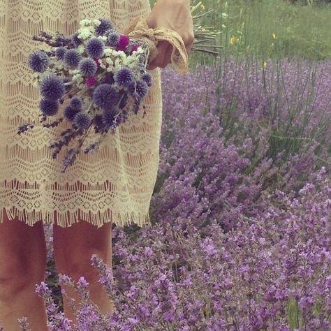 Les violettes graminées