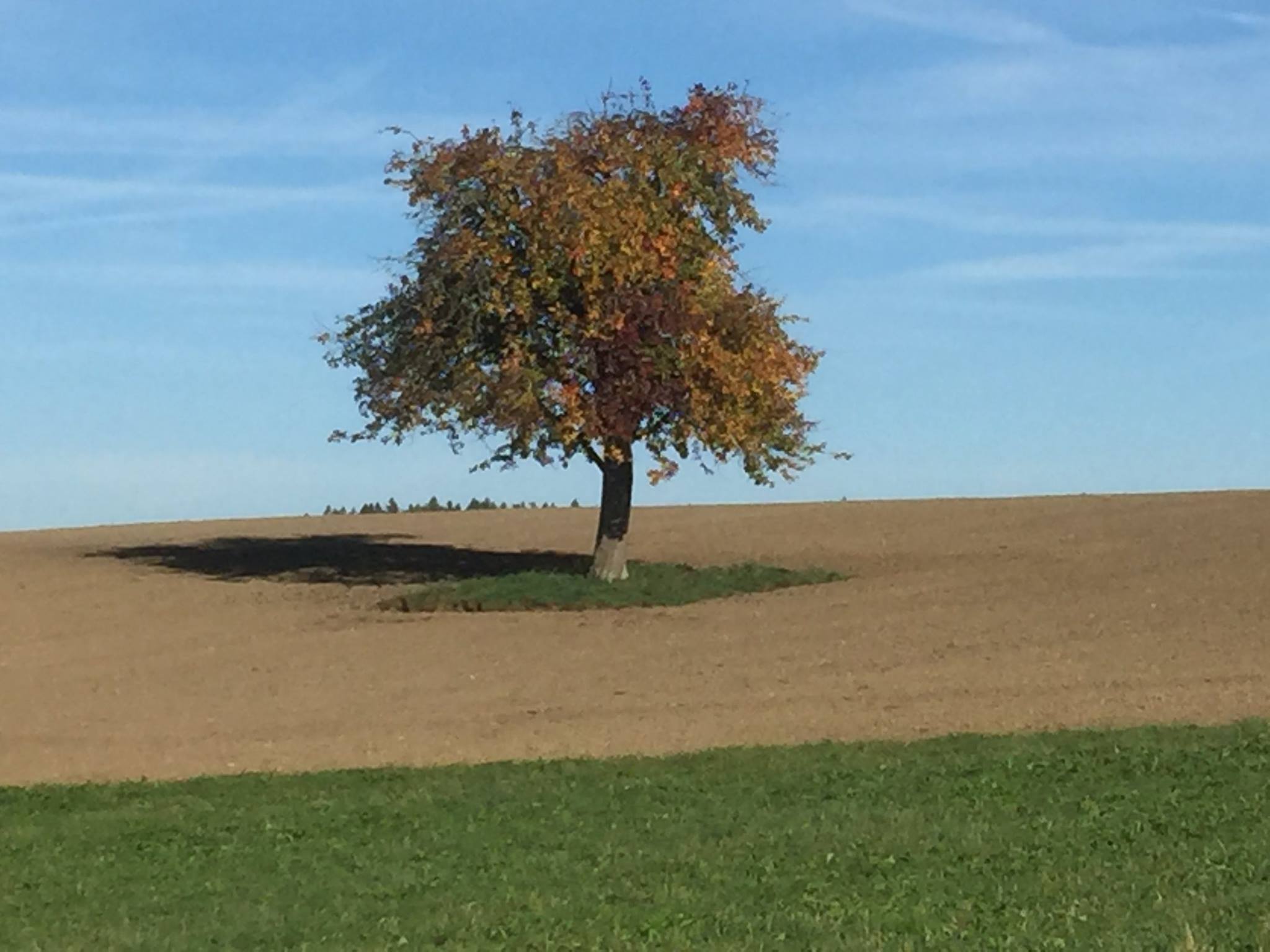 L’arbre ronchon