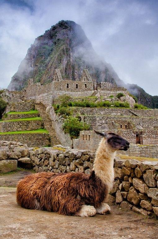 Lama-tu-vu