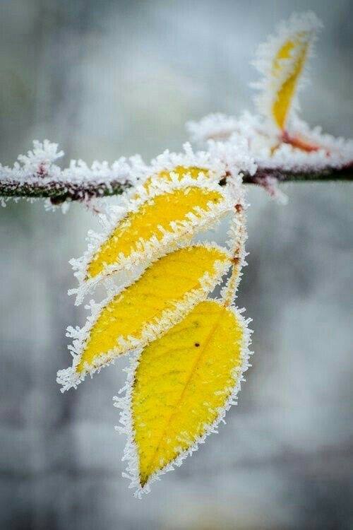 Premier givre