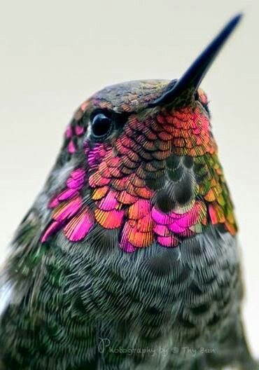 Bel oiseau