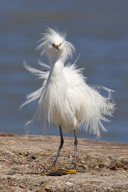 Fol oiseau