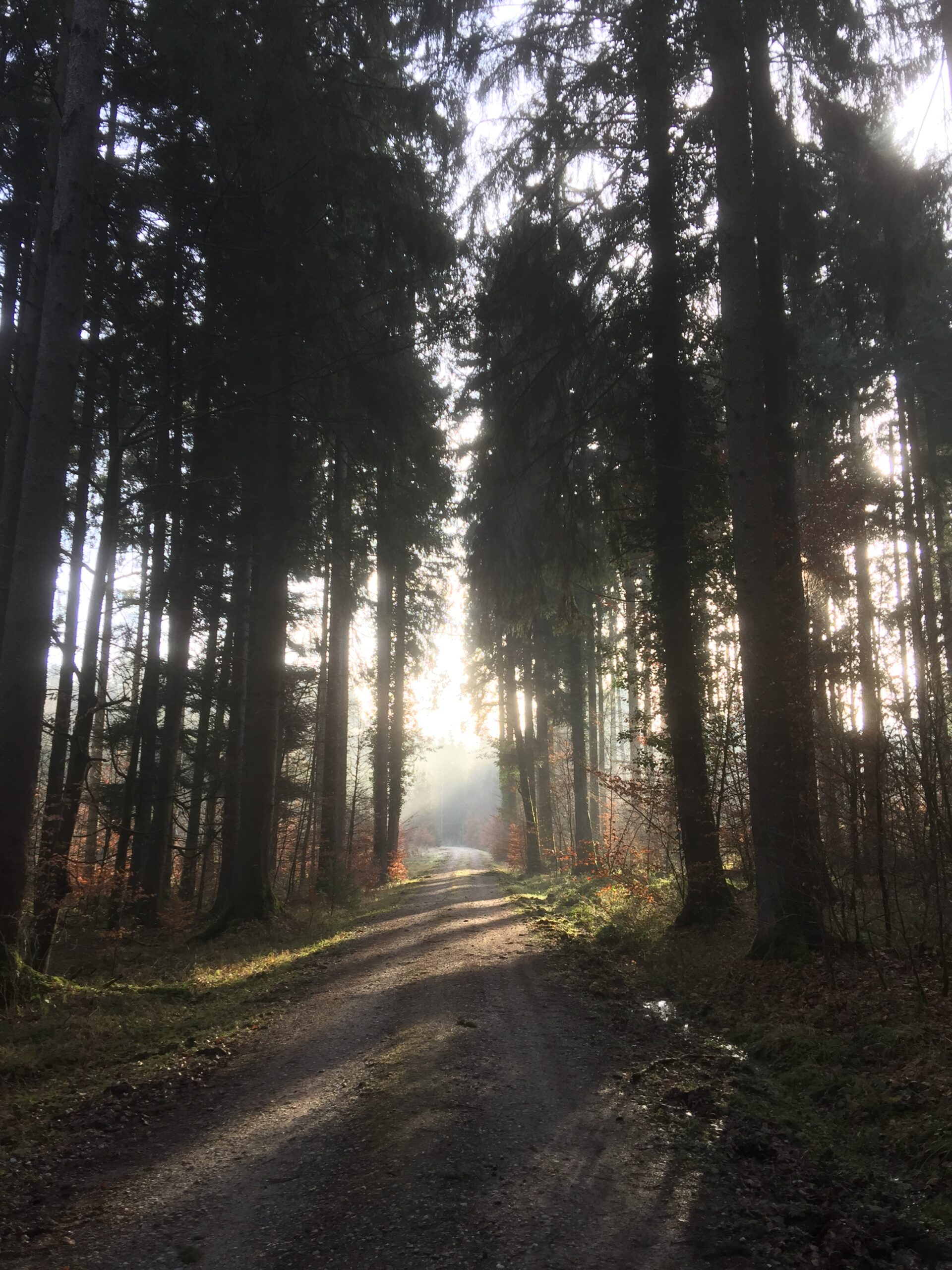 Le chemin de janvier