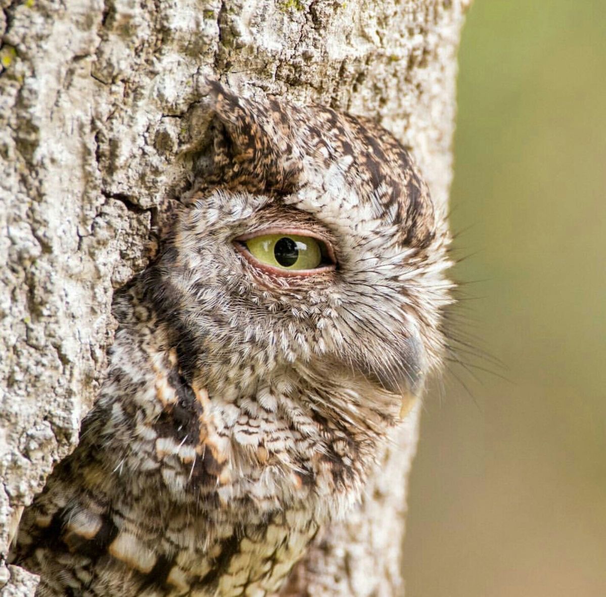 L’œil caché, hibou fera