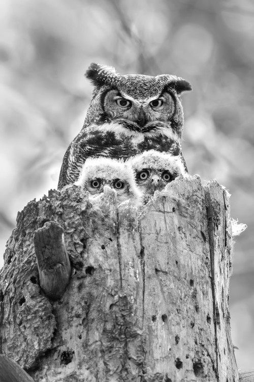 Pas trop mal hiboux !