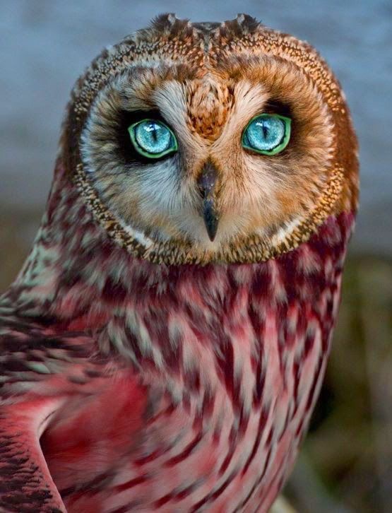 L’oiseau bigarré