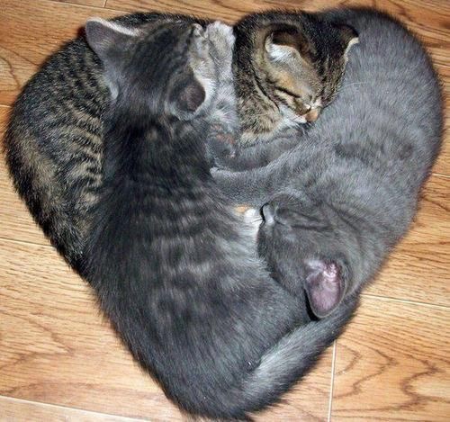 Au cœur des chats