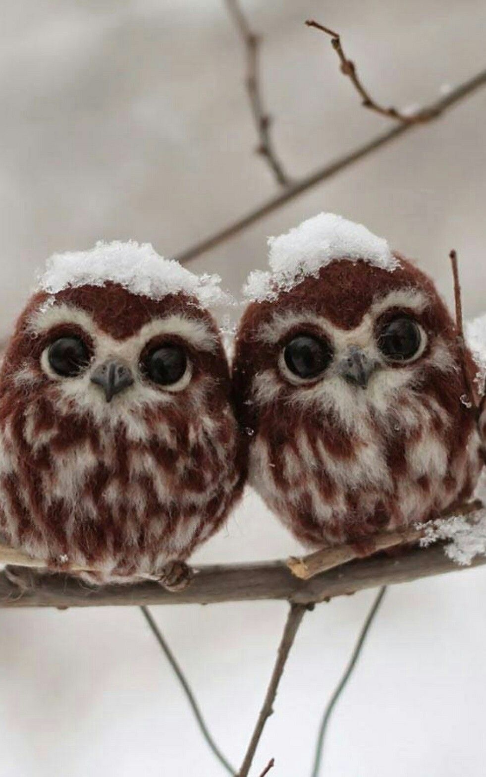Chouette de neige !