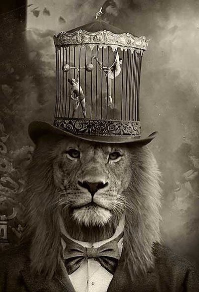 Chapeau, le lion
