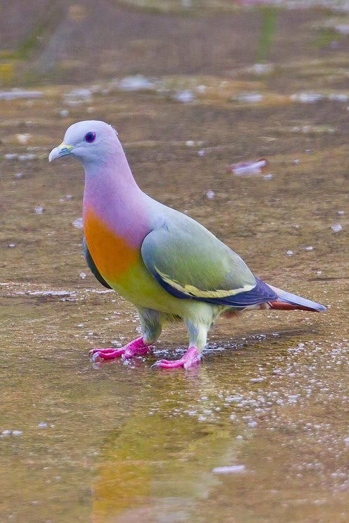 Petit oiseau de toutes les couleurs