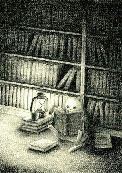 Chat lit, varie