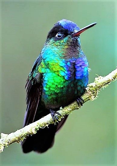 Bon anniversaire les oiseaux
