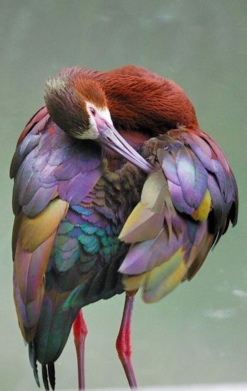 L’oiseau galantin