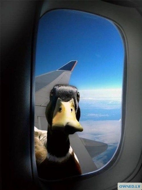Le canard steward