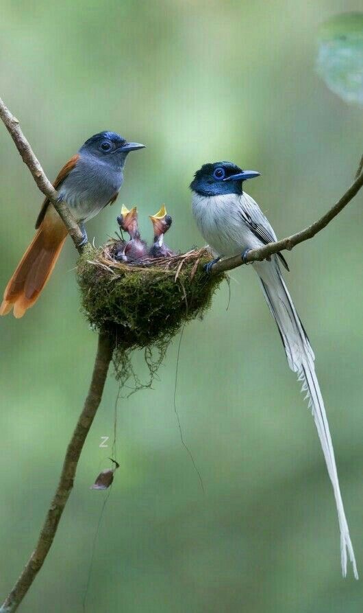 Histoires d’oiseaux