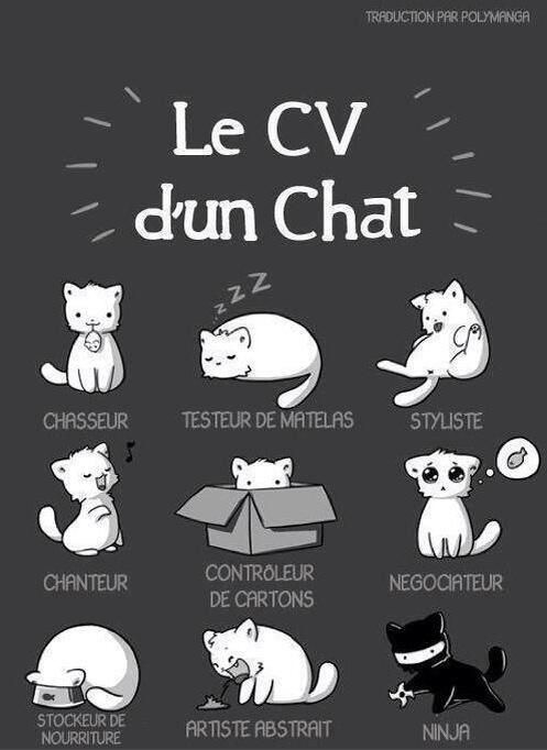 Chat-rades