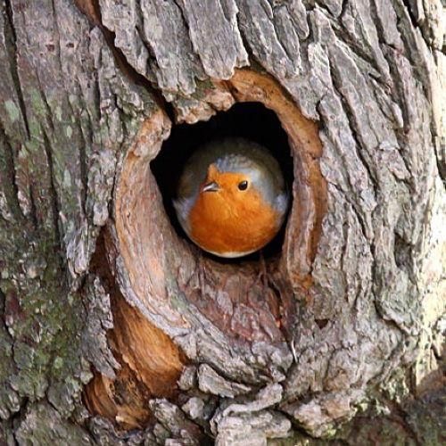 L’ancêtre du coucou