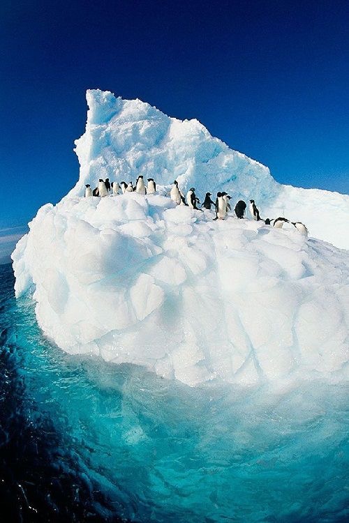 La bande des pingouins