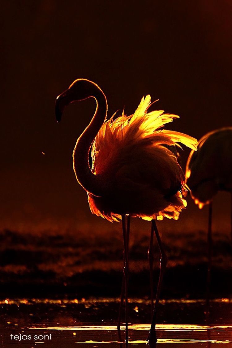 En flamants