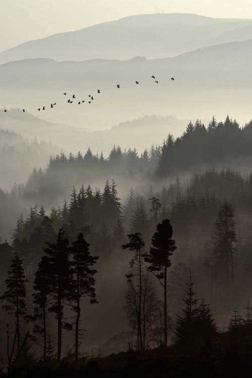 À l’heure des oiseaux