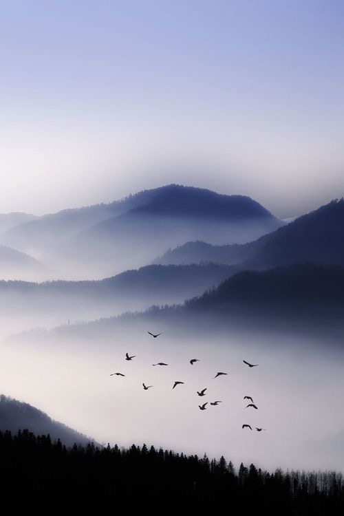 Le temps des oiseaux