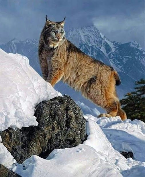 Lynx royal