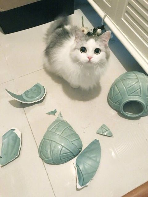 Chat-pot-de-colle