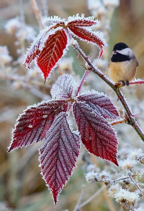 La bataille du printemps : Le dernier jour