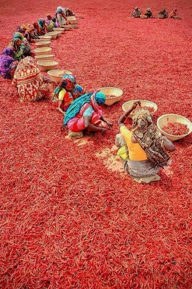 Piment rouge