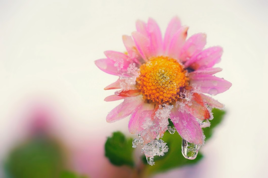 Les pleurs de l’hiver
