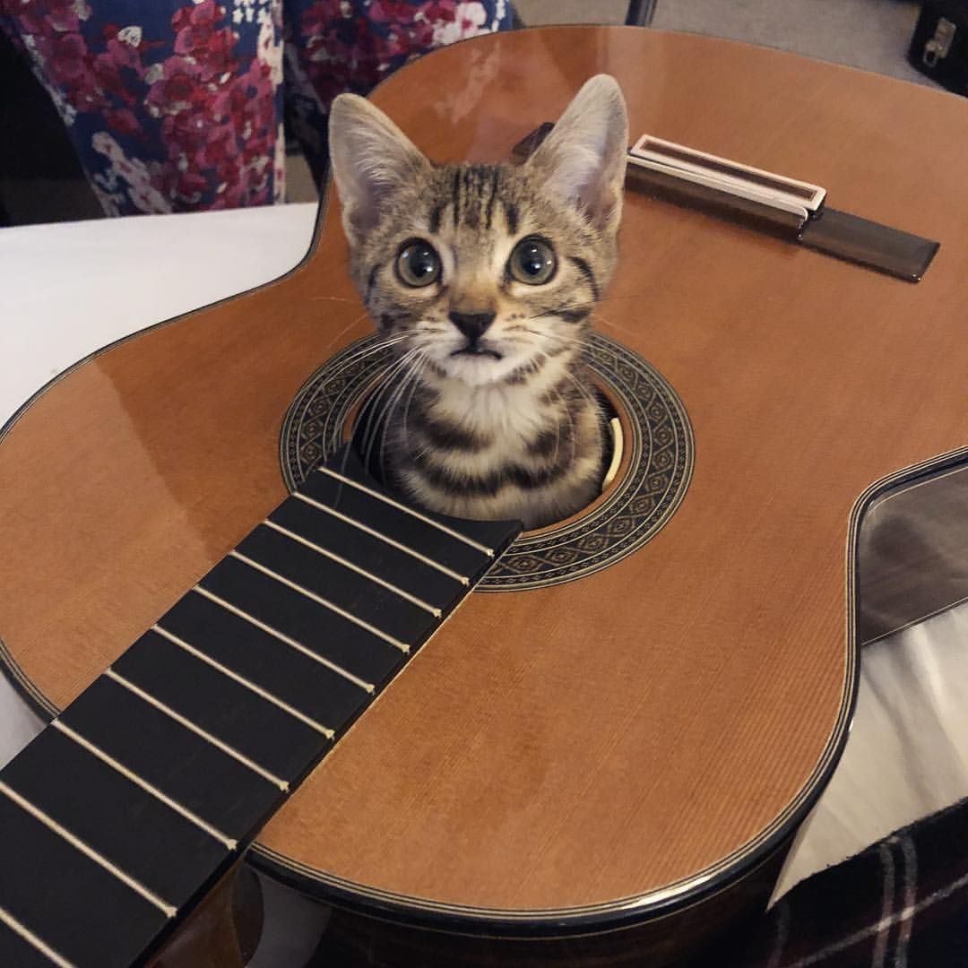 Le chat dans la guitare