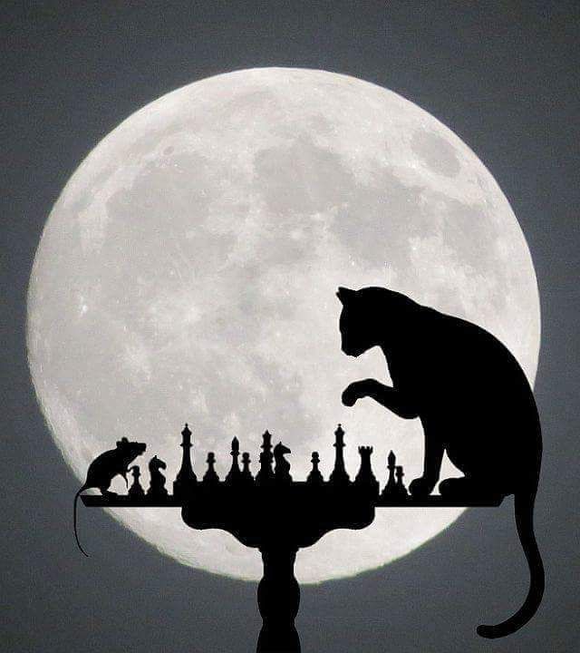 Échec au chat par la souris
