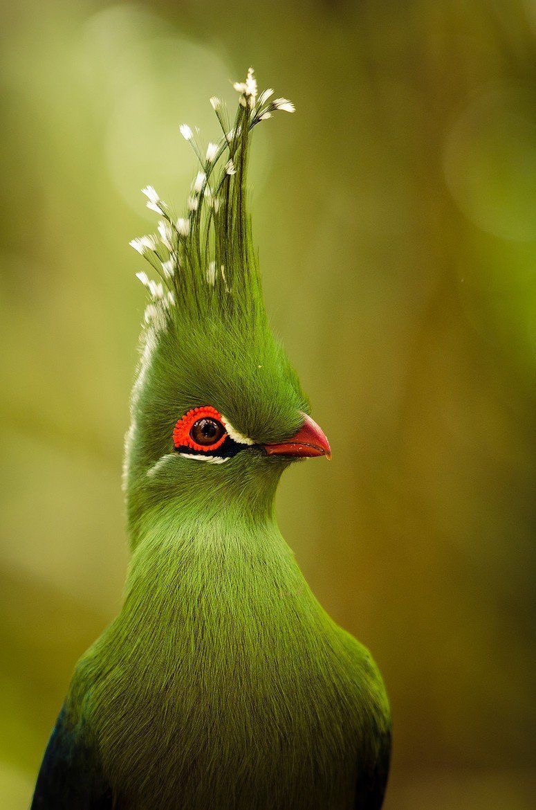 Le vert gallinacé