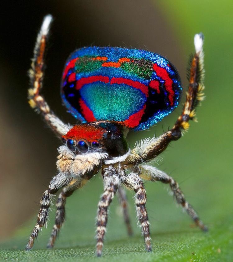 La peur des araignées