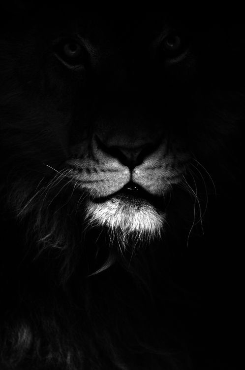 22, le lion !