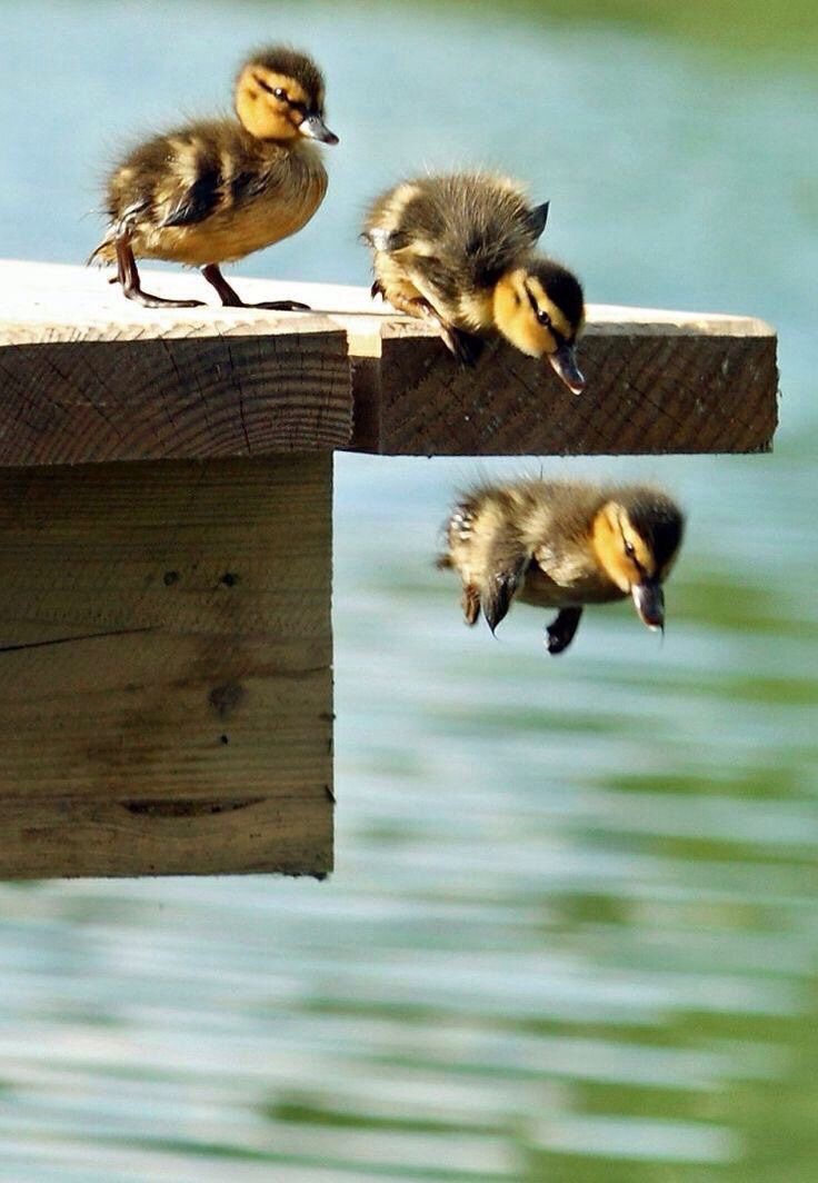 De mémoire de canard