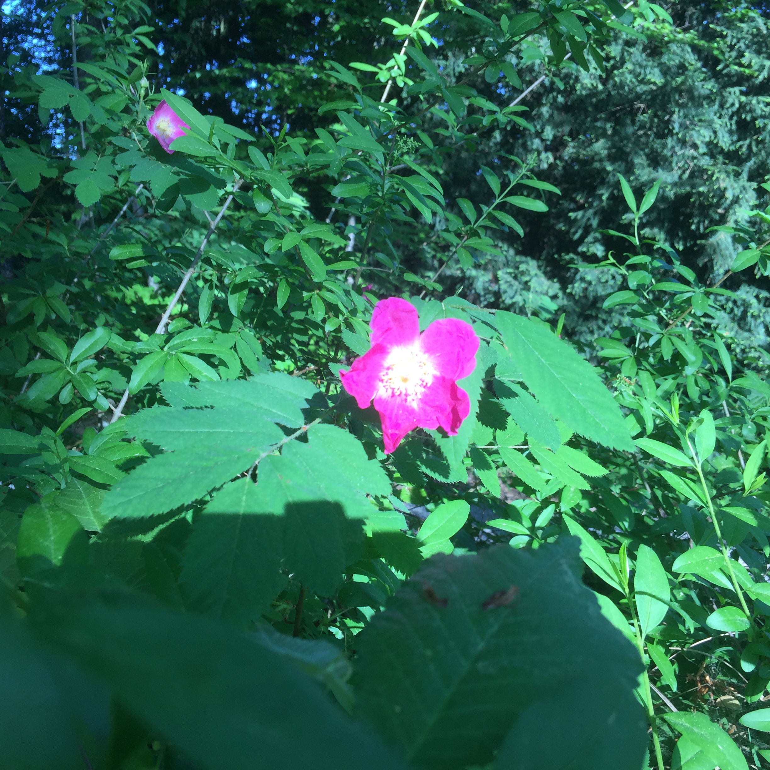 La prairie rose