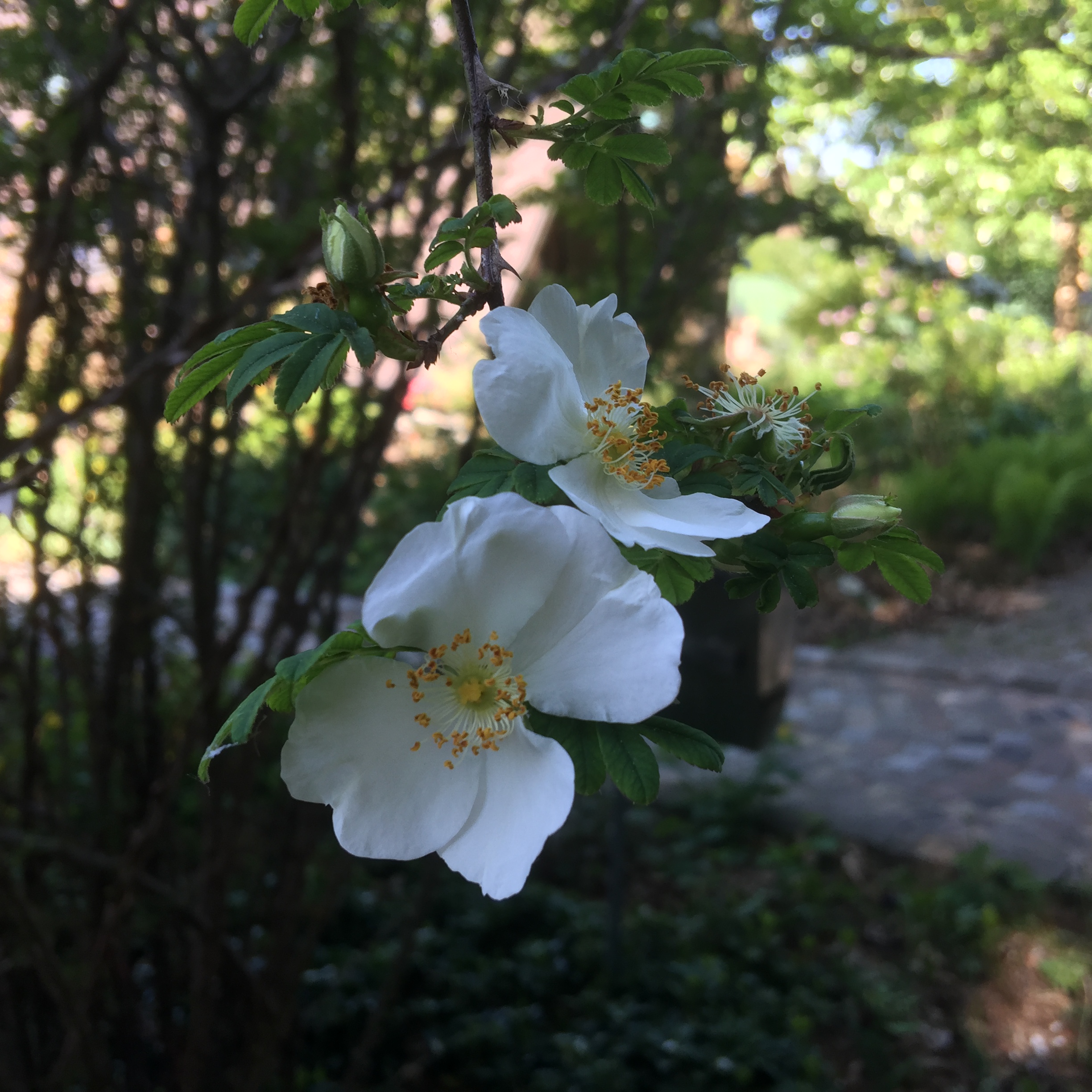 La rose Evergreen