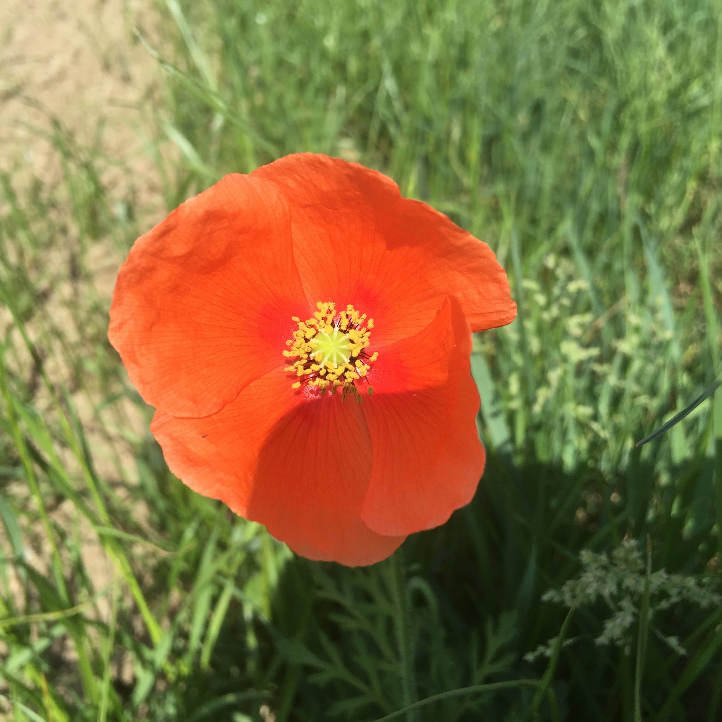 Le premier coquelicot