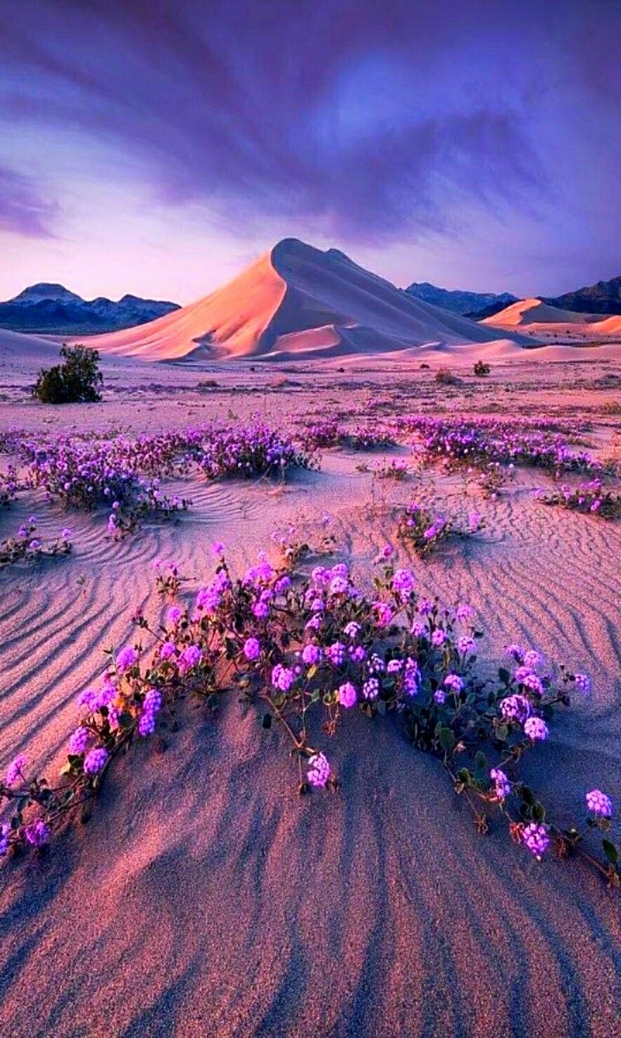 Faiseur de roses