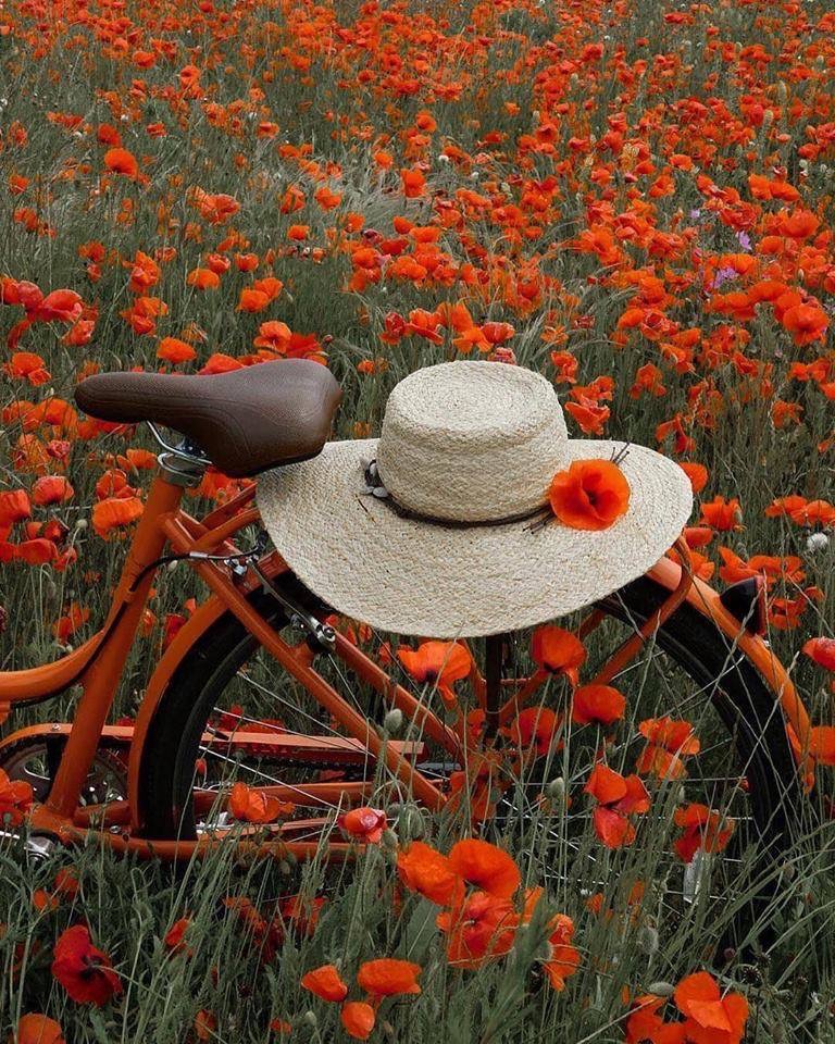 Perdue dans les coquelicots