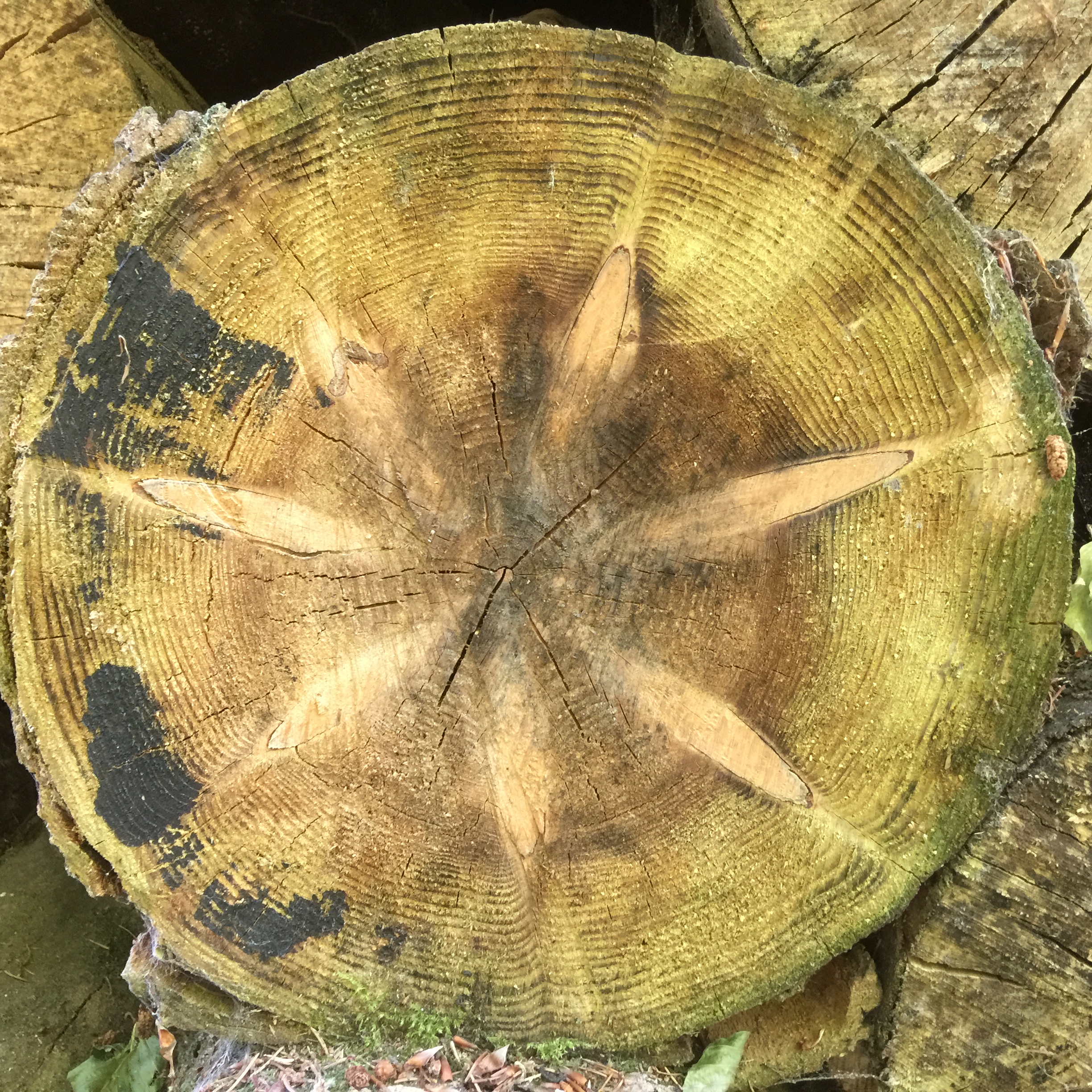 L’étoile floristique