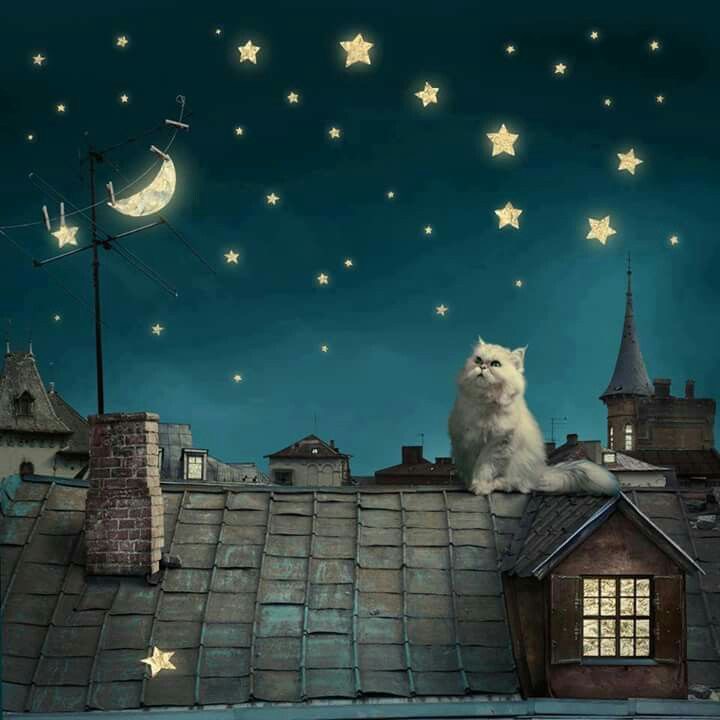 Le chat sous la Lune