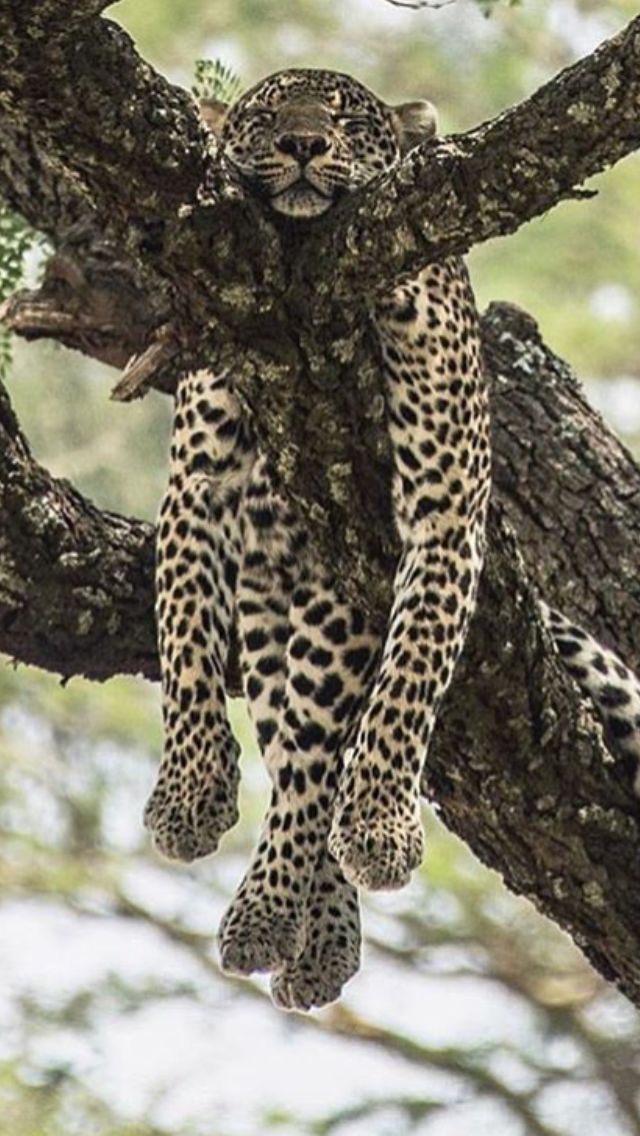 Grosse fatigue