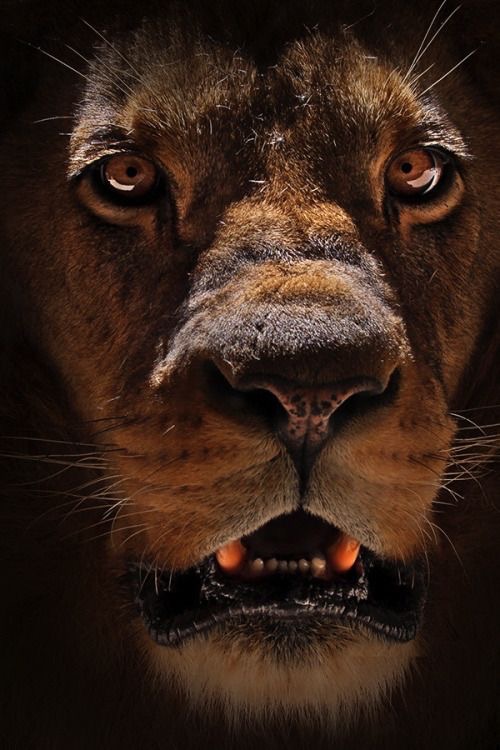 Lion, prends garde
