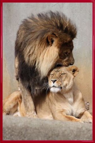 Gare à la lionne !