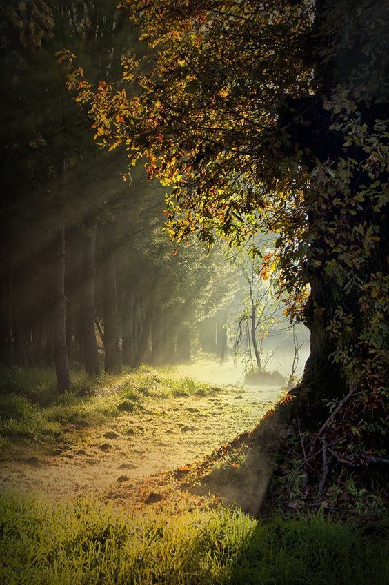 Les forêts du lundi - 2