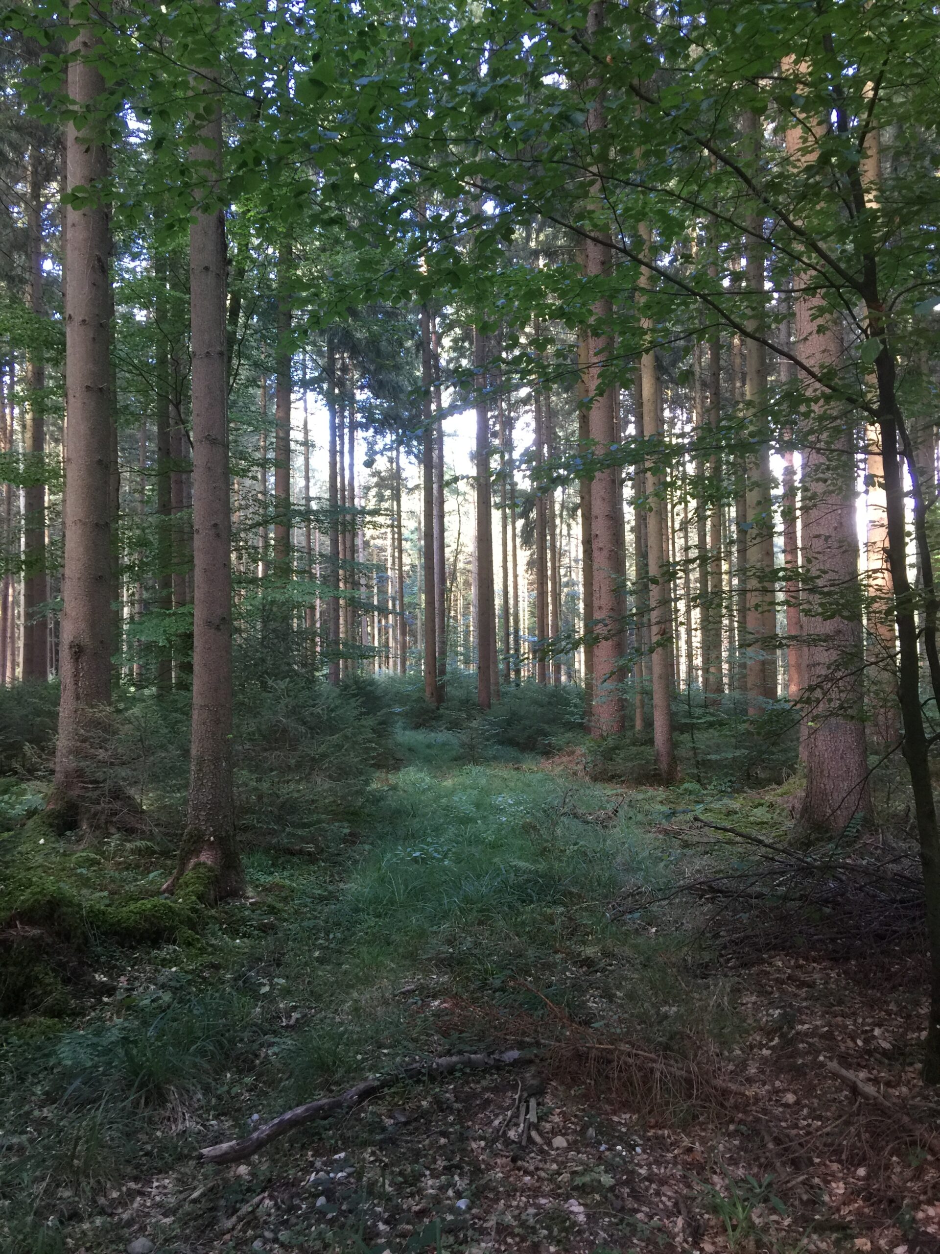 Les forêts du lundi - 3