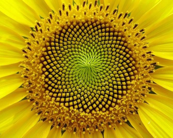 La nature vierge